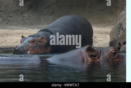 Baby hippo Fiona with mother at Cincinnati Zoo Stock Photo