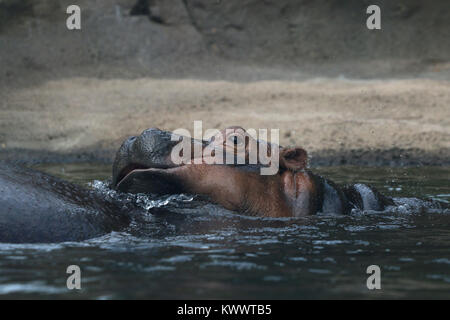 Baby hippo Fiona with mother at Cincinnati Zoo Stock Photo