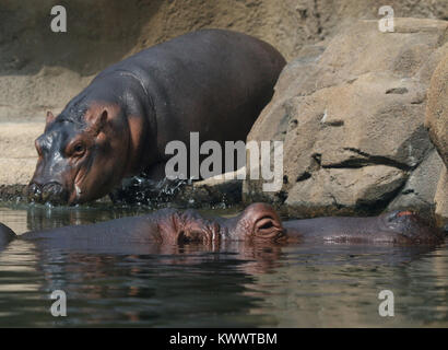 Baby hippo Fiona with mother at Cincinnati Zoo Stock Photo