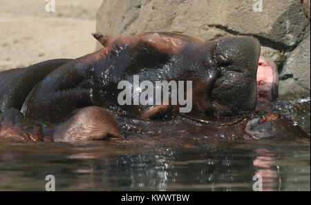 Baby hippo Fiona with mother at Cincinnati Zoo Stock Photo