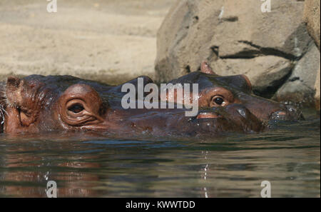 Baby hippo Fiona with mother at Cincinnati Zoo Stock Photo