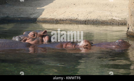 Baby hippo Fiona with mother at Cincinnati Zoo Stock Photo