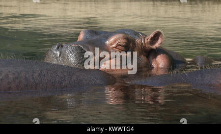 Baby hippo Fiona with mother at Cincinnati Zoo Stock Photo