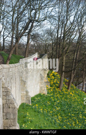 Daffodils in flower on grass embankment & people (man & woman) walk on scenic historic medieval bar walls - by Bishopgate Street, York, England, UK. Stock Photo