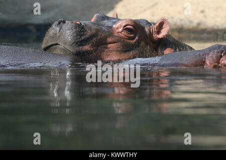 Baby hippo Fiona with mother at Cincinnati Zoo Stock Photo