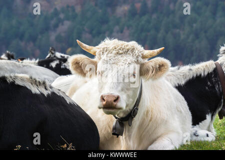 Portrait of a white charolais horned cow lying in a grass field with the rest of the herd, Vosges, France. Stock Photo