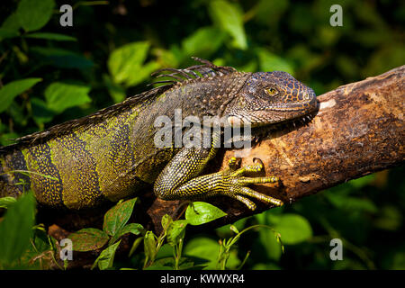 Green Iguana, sci.name; Iguana iguana, on a branch beside Rio Chagres in Soberania national park, Republic of Panama. Stock Photo