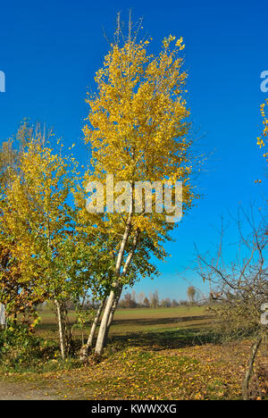 Yellow tree. Stock Photo