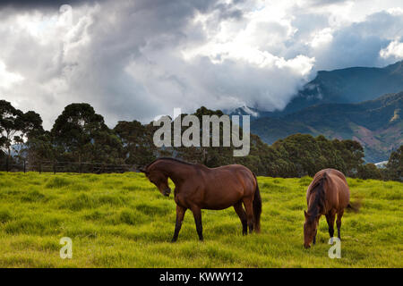 Panama landscape with horses in green pasture fields at Cerro Punta, Chiriqui province, Republic of Panama, Central America. Stock Photo