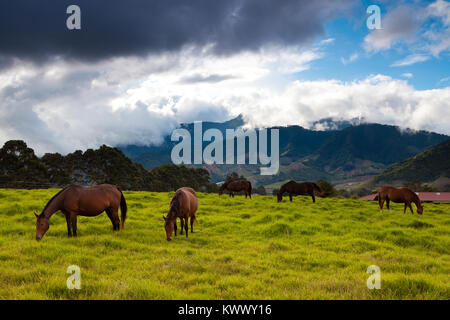 Panama landscape with horses in green pasture fields at Cerro Punta, Chiriqui province, Republic of Panama, Central America. Stock Photo