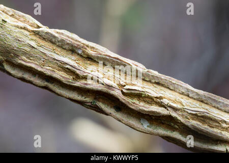 Feld-Ahorn, Feldahorn, Ahorn, Korkleiste, Korkleisten an Zweig, Acer campestre, Field Maple, Hedge Maple, Erable champêtre Stock Photo