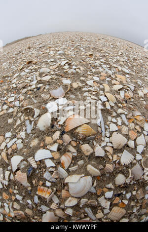 Muschelschalen am Strand, Spülsaum, Schale, Muschelschale, Schill, Muschelschill, Herzmuscheln und Scheidenmuscheln und andere Arten, Wattenmeer, Nord Stock Photo