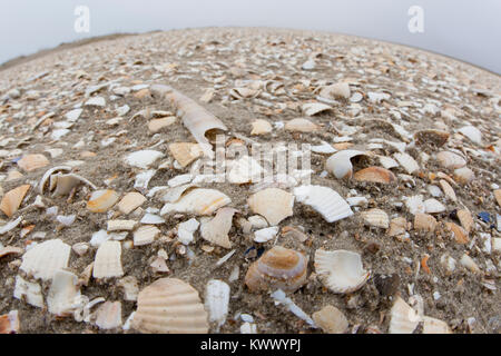 Muschelschalen am Strand, Spülsaum, Schale, Muschelschale, Schill, Muschelschill, Herzmuscheln und Scheidenmuscheln und andere Arten, Wattenmeer, Nord Stock Photo