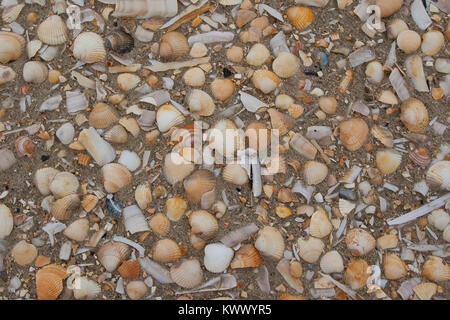 Muschelschalen am Strand, Spülsaum, Schale, Muschelschale, Schill, Muschelschill, Herzmuscheln und Scheidenmuscheln und andere Arten, Wattenmeer, Nord Stock Photo