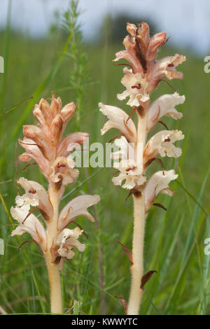 Nelken-Sommerwurz, Labkraut-Sommerwurz, Gewöhnliche Sommerwurz, Orobanche caryophyllacea, Orobanche vulgaris, Parasit, Schmarotzer, Bedstraw Broomrape Stock Photo