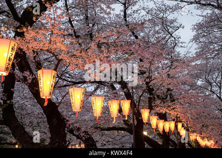 Japan, Tokyo: lanterns, lights, streetlights and cherry trees in full bloom in the Ueno Park Stock Photo