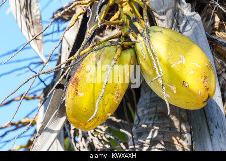 Closeup of fresh golden coconut fruit on coconut palm tree. Blue sky background. Stock Photo