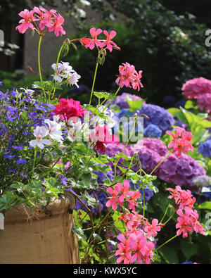 A beautiful pot full of summer bedding plants in full bloom, against a background of colorful hydrangeas. Stock Photo