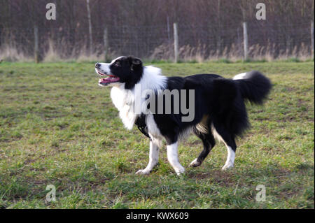 Happy Border Collie on grass. Young attentive dog is running on the meadow. Stock Photo