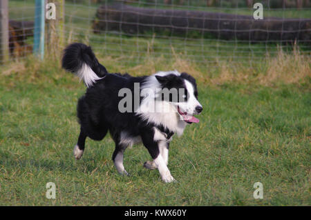 Happy Border Collie on grass. Young attentive dog is running on the meadow. Stock Photo