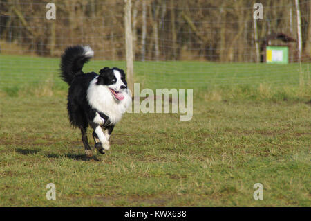 Young attentive dog is running on the meadow. Happy Border Collie on grass. Stock Photo