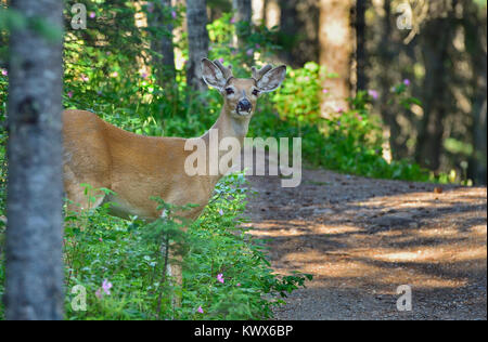 White tail deer near the forest, looking at the camera Stock Photo - Alamy