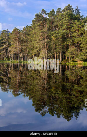 Scots pine trees on the shore of Loch Garten, reflected in water, Abernethy Forest, remnant of the Caledonian Forest in Strathspey, Scotland, UK Stock Photo