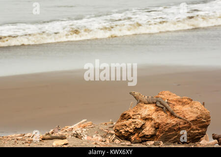 A Spiny Tailed Iguana on a beach in Costa Rica. Stock Photo