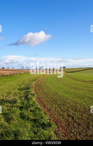 a grassy scenic section of the minster way bridleway with wildflowers hills and hedgerows with winter wheat crop under a blue cloudy sky in the yorksh Stock Photo