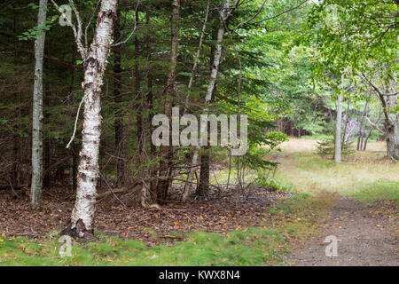 A small private road leading through birch trees on Bar Island. Acadia National Park, Maine Stock Photo