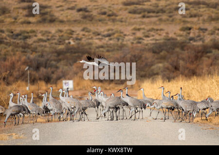 Sandhill cranes on road, Bernardo Wildlife Management Area, New Mexico Stock Photo