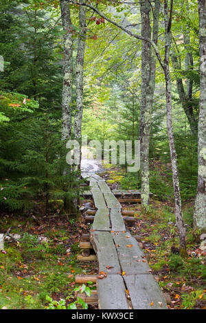 A footbridge guiding hikers through a grove of trees along the Otter Cove Trail on Mount Desert Island. Acadia National Park, Maine Stock Photo