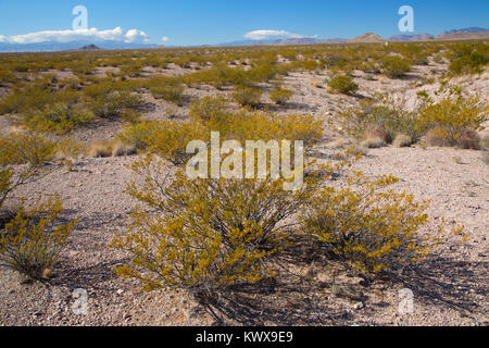 Creosote bush, Bosque del Apache National Wildlife Refuge, New Mexico Stock Photo