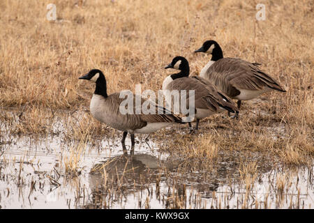 Canada geese, Bosque del Apache National Wildlife Refuge, New Mexico Stock Photo