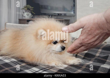 Little white dog sniffing a hand looking brown eyes on the person who tries to pet him. A horizontal frame. Stock Photo