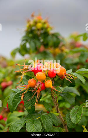 Rugosa rose plants growing along the shore at Otter Cove on a foggy day. Acadia National Park, Maine Stock Photo