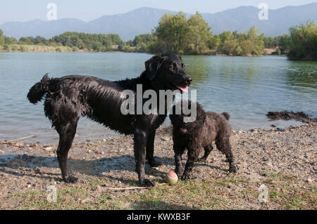 A Labrador and a Bouvier Des Flandres playing at a lake Stock Photo