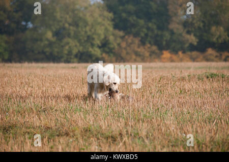 A Golden Retriever Retrieving A Pheasant On A Game Shoot Stock Photo