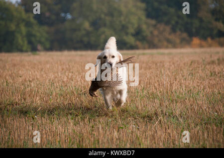 A Golden Retriever Retrieving A Pheasant On A Game Shoot Stock Photo