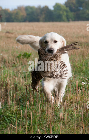 A Golden Retriever Retrieving A Pheasant On A Game Shoot Stock Photo