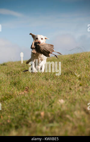 Yellow Labrador Retrieving A Pheasant Stock Photo