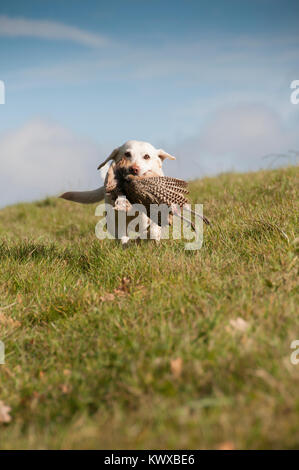 Yellow Labrador Retrieving A Pheasant Stock Photo