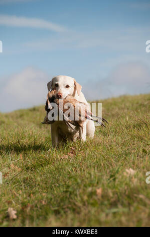Yellow Labrador Retrieving A Pheasant Stock Photo