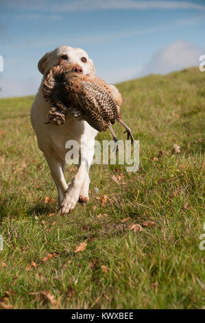 Yellow Labrador Retrieving A Pheasant Stock Photo