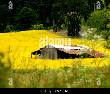 Old barn in a field of mustard. Stock Photo