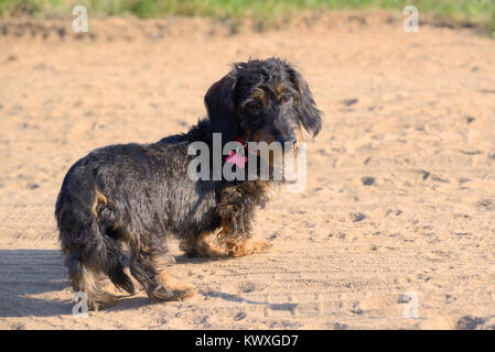 Puppy of a long-haired dachshund on a sandy path Stock Photo