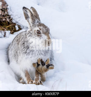 Mountain Hare in the Cairngorms Stock Photo