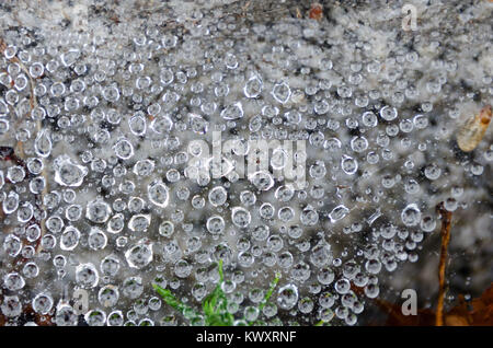 Close up of raindrops on a ground-spider web, Bar Harbor, Maine Stock Photo