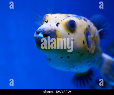 Arothron nigropunctatus yellow. Poisonous fugy fish in blue water Stock Photo