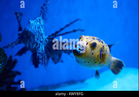 Arothron nigropunctatus yellow. Poisonous fugy fish and red lionfish behind Stock Photo